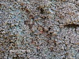 Attēlu rezultāti vaicājumam “Hypocenomyce scalaris”