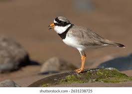 Attēlu rezultāti vaicājumam “Charadrius hiaticula adult”
