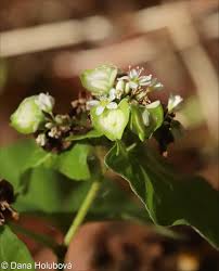 Attēlu rezultāti vaicājumam “Fagopyrum esculentum fruit”