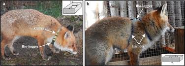 Attēlu rezultāti vaicājumam “Vulpes vulpes  adult”