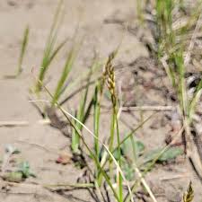 Attēlu rezultāti vaicājumam “Carex arenaria  flower”