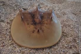 Image result for Limulus polyphemus