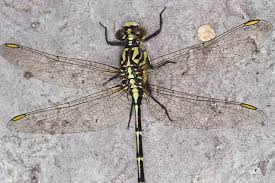 Attēlu rezultāti vaicājumam “Gomphidae”