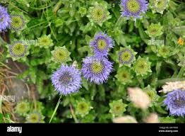 Attēlu rezultāti vaicājumam “Jasione montana leaf”
