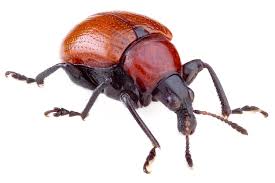 Attēlu rezultāti vaicājumam “Attelabus nitens”