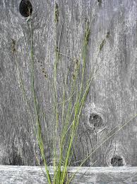 Attēlu rezultāti vaicājumam “Juncus gerardii leaf”