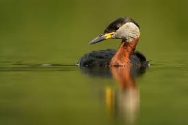 Attēlu rezultāti vaicājumam “Podiceps grisegena”
