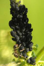 Attēlu rezultāti vaicājumam “Aphis jacobaeae”