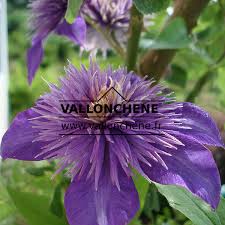 Image result for clematis multi blue