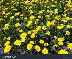 Image result for Chrysanthemum segetum