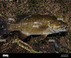 Image result for Micropterus dolomieu
