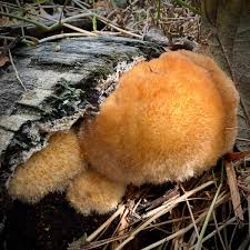 Attēlu rezultāti vaicājumam “Postia ptychogaster”