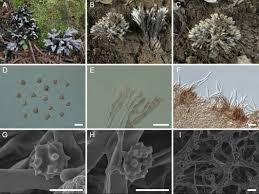 Attēlu rezultāti vaicājumam “Thelephora palmata”