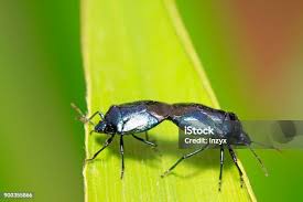 Attēlu rezultāti vaicājumam “Zicrona caerulea”