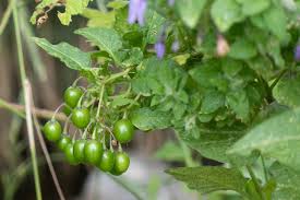 Attēlu rezultāti vaicājumam “Solanum dulcamara fruit”