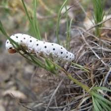 Attēlu rezultāti vaicājumam “Tenthredo scrophulariae exuvia”