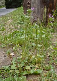 Attēlu rezultāti vaicājumam “Lamium amplexicaule”