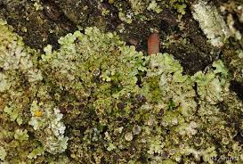 Attēlu rezultāti vaicājumam “Physconia enteroxantha”