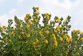 Attēlu rezultāti vaicājumam “Medicago”