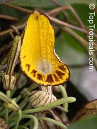 Attēlu rezultāti vaicājumam “Aristolochia durior flower”