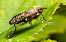 Attēlu rezultāti vaicājumam “Coremacera marginata”