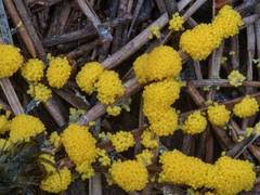Attēlu rezultāti vaicājumam “Physarum virescens young”