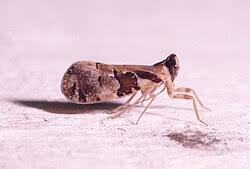 Attēlu rezultāti vaicājumam “Cixius sp.”