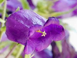 Image result for Campanula medium