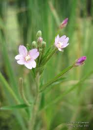 Attēlu rezultāti vaicājumam “Epilobium parviflorum”
