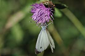 Attēlu rezultāti vaicājumam “Pieris napi”