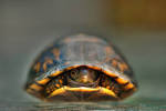 Baby Turtle — Fotopedia - via Daymix