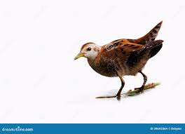 Image result for Porzana parva