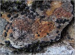 Attēlu rezultāti vaicājumam “Porpidia macrocarpa”