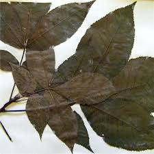 Attēlu rezultāti vaicājumam “Carya ovata leaf”