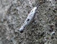 Attēlu rezultāti vaicājumam “Yponomeuta plumbella”