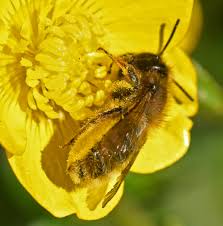 Attēlu rezultāti vaicājumam “Thecabius affinis”