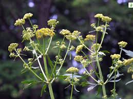 Attēlu rezultāti vaicājumam “Levisticum officinale flower”