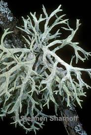 Attēlu rezultāti vaicājumam “Evernia prunastri”