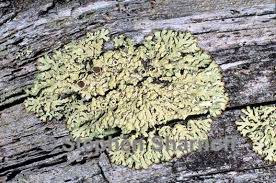 Attēlu rezultāti vaicājumam “Parmeliopsis ambigua”