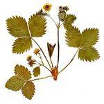 Attēlu rezultāti vaicājumam “Fragaria viridis leaf”