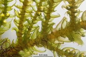 Attēlu rezultāti vaicājumam “Palustriella”