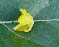 Attēlu rezultāti vaicājumam “Utricularia intermedia bud”