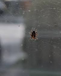Attēlu rezultāti vaicājumam “Araneus diadematus juvenile”