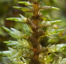 Attēlu rezultāti vaicājumam “Calliergon giganteum”