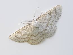 Attēlu rezultāti vaicājumam “Cabera exanthemata male”