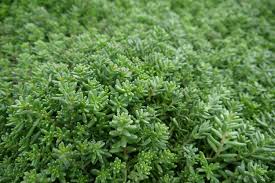 Image result for Mauerpfeffer