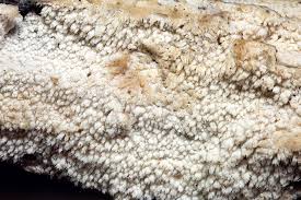 Attēlu rezultāti vaicājumam “Hyphodontia barba-jovis”