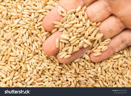 Attēlu rezultāti vaicājumam “Avena sativa”