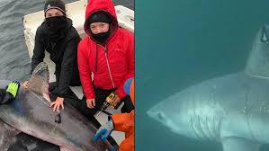 Image result for Chichester Sharks