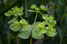 Attēlu rezultāti vaicājumam “Euphorbia helioscopia”